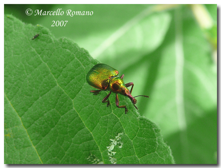 A spasso sulle Alpi Marittime: 5. Byctiscus betulae